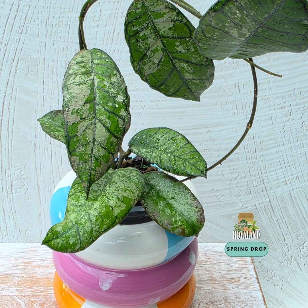 Established Hoya sp Gunung Gading showing etched geometric veins with low to moderate silver splash, propagated from a full silver mother plant