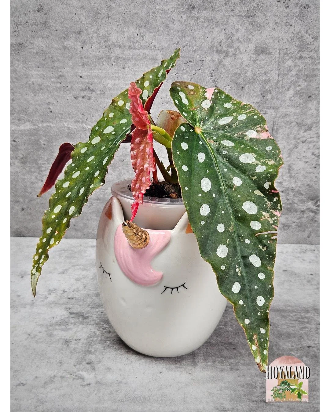 Begonia maculata wightii var (6).jpg