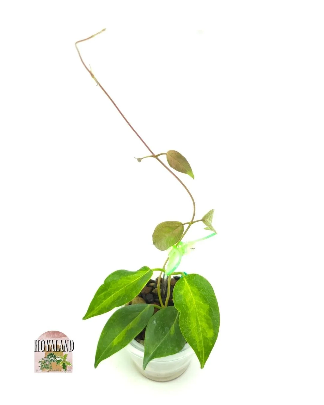 Hoya dennissii frida small (2).jpg