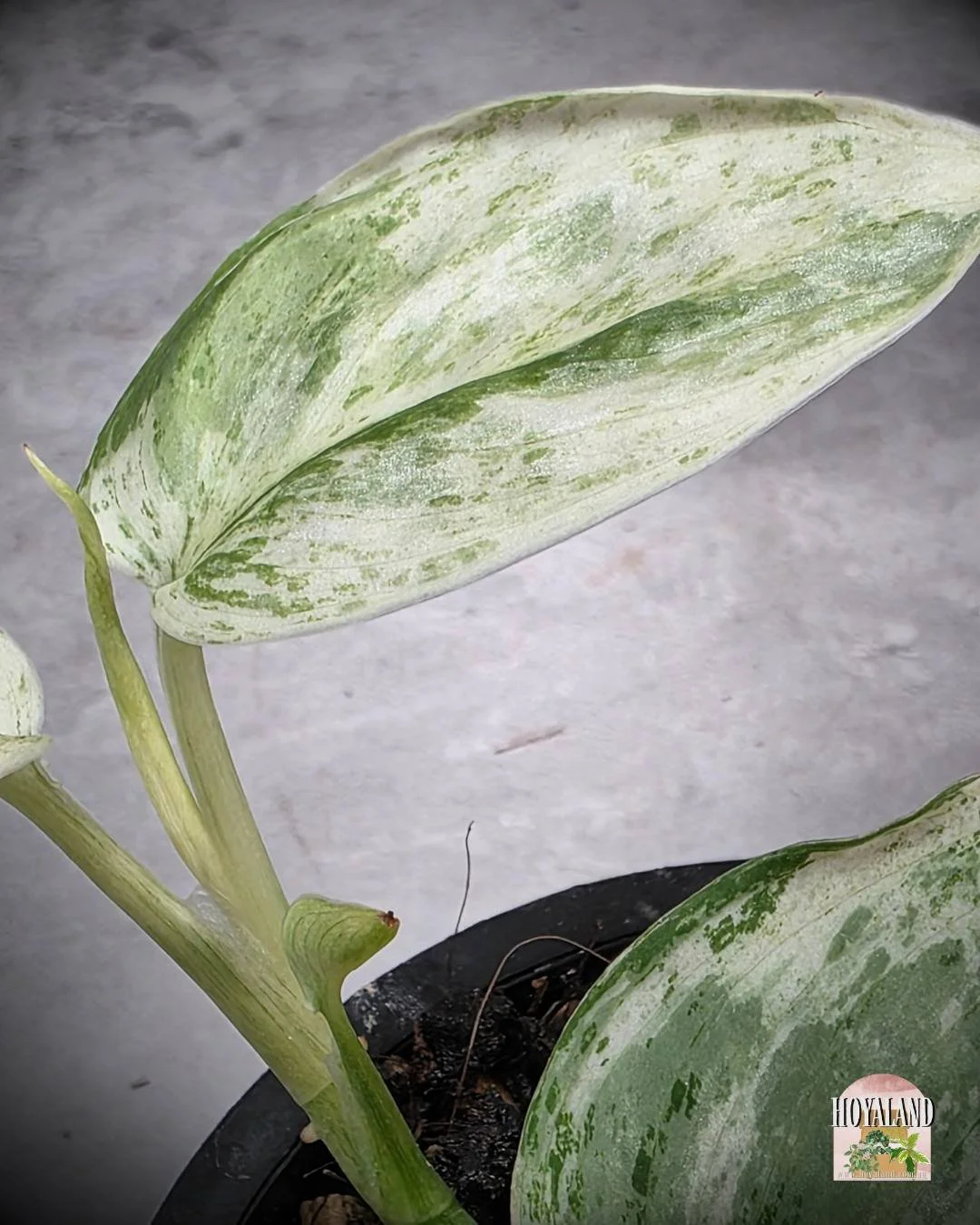 Scindapsus Tembaga (3).jpg