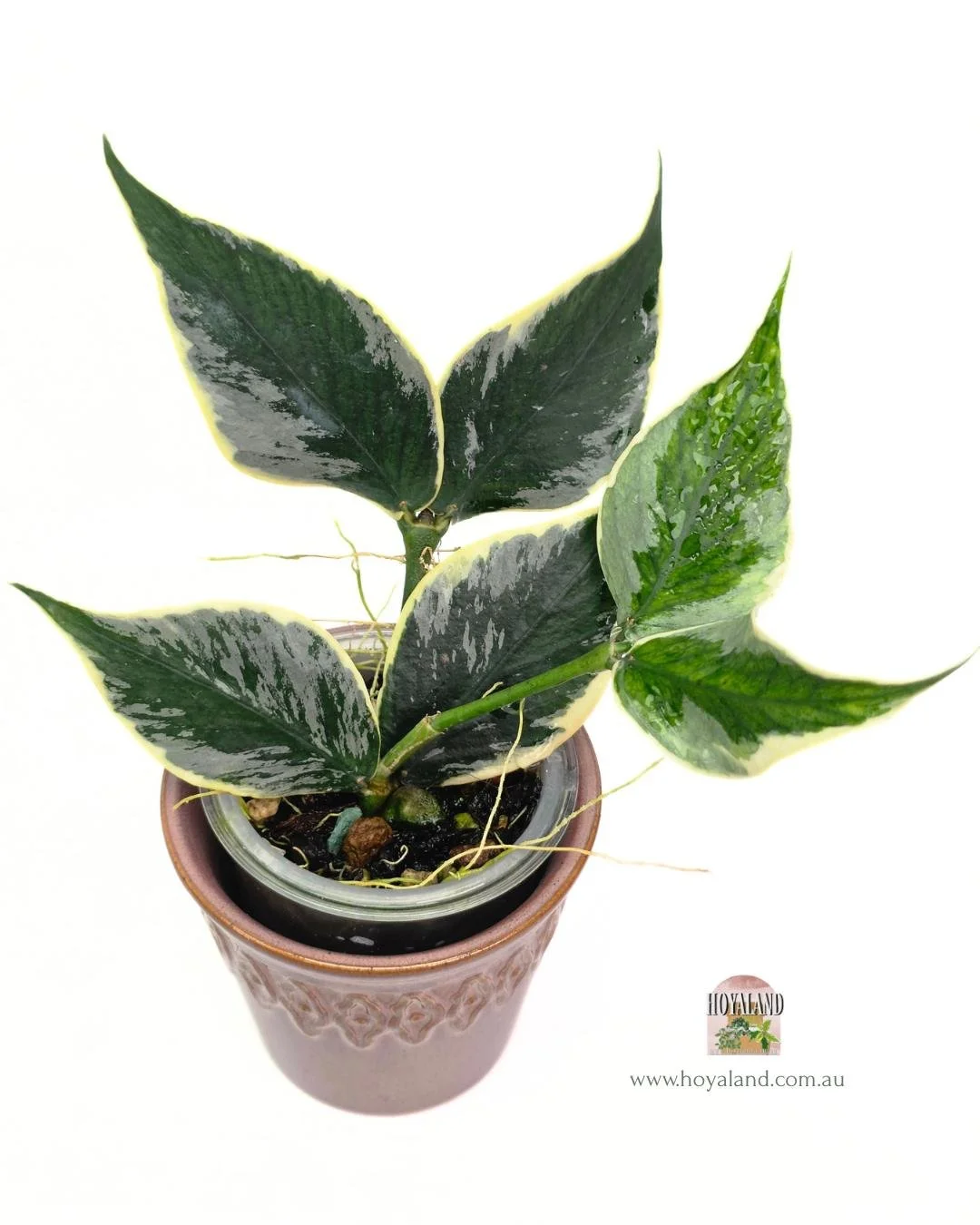 Hoya polyneura jasminka (3).jpg