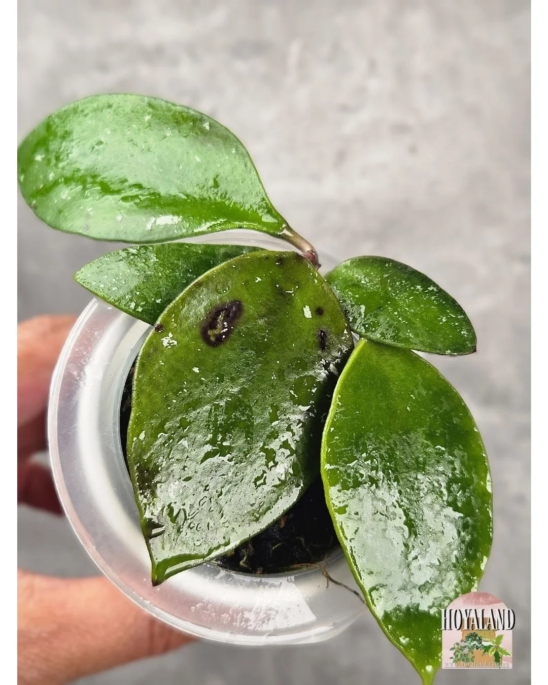 Hoya benchai (4).jpg