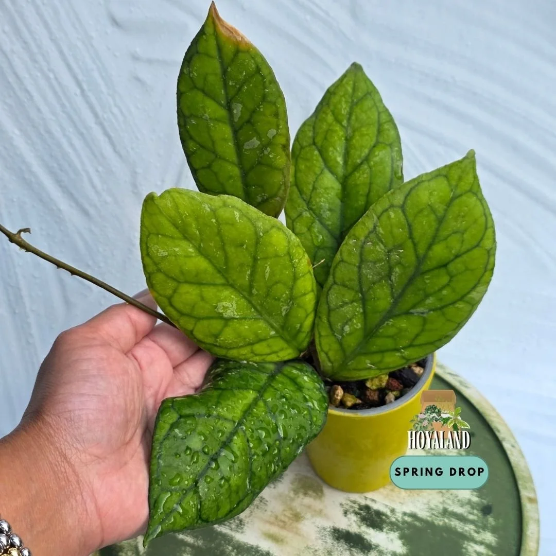 Established Hoya Irina showing lanceolate-pointed leaf tips, deeply carved dark green lattice veins, and robust climbing growth