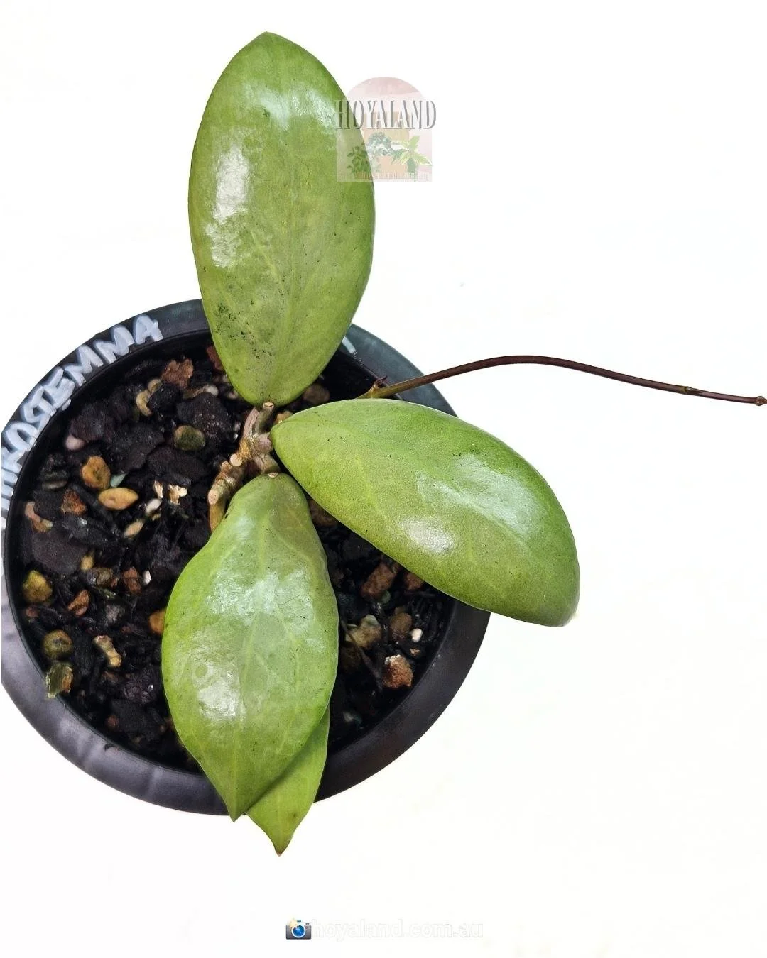Hoya erythrostemma silver (5).jpg