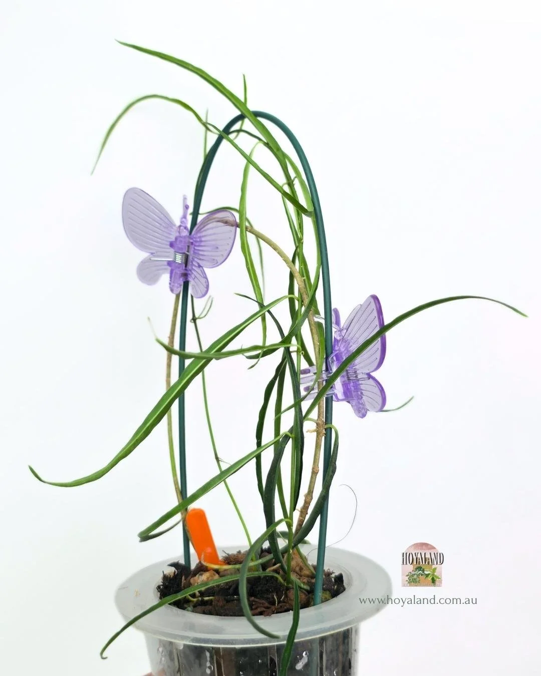 Hoya stenophylla B (2).jpg