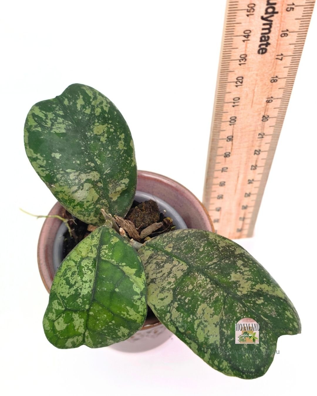 Hoya deykeai morning dew a (4).jpg