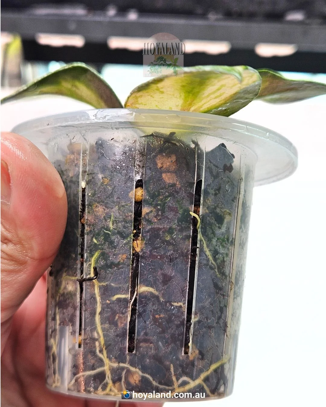 Hoya nabawanensis variegata (3).jpg