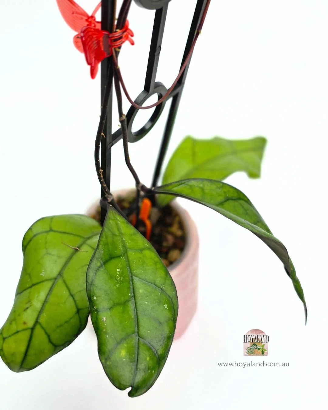 🍂 NEW Hoya finlaysonii sp Tabalong Rare