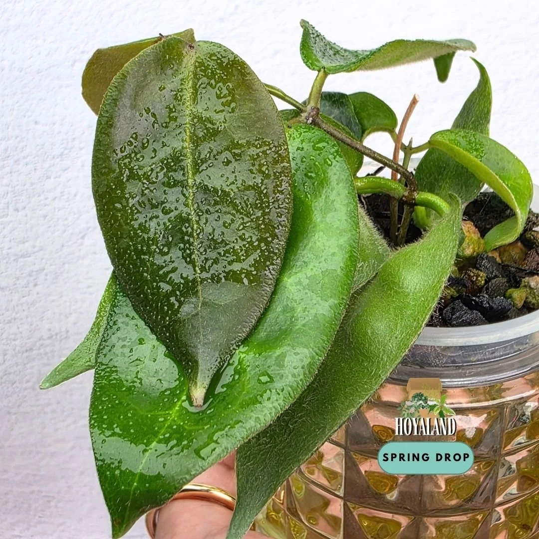 Hoya piestolepis (Ribbed Velvety Foliage) | Double Planted