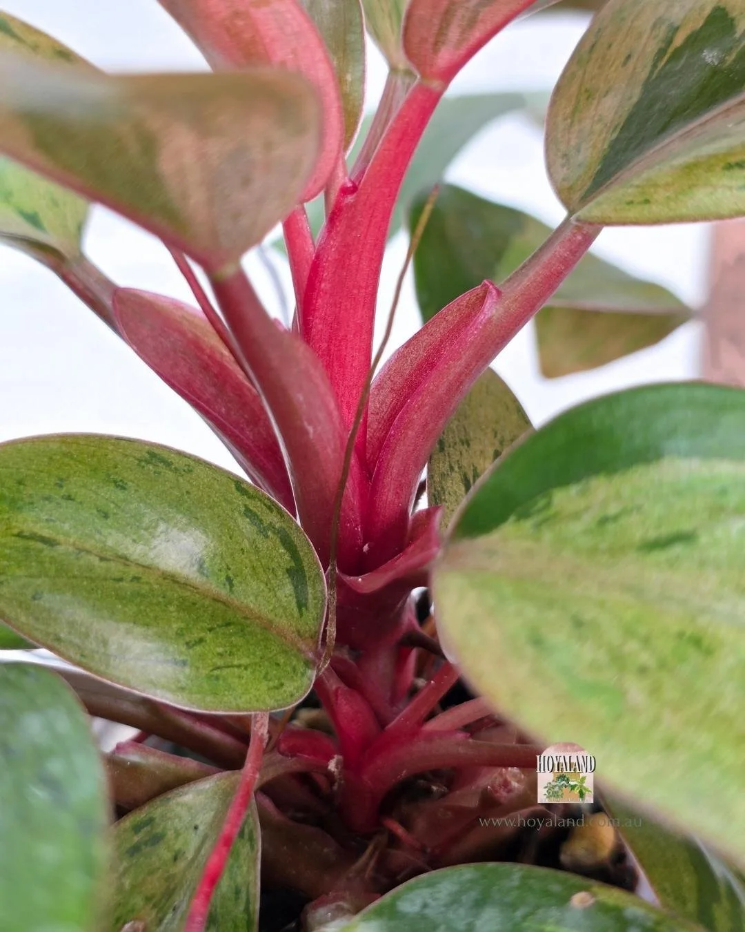 Philodendron red congo mint dwarf (4).jpg