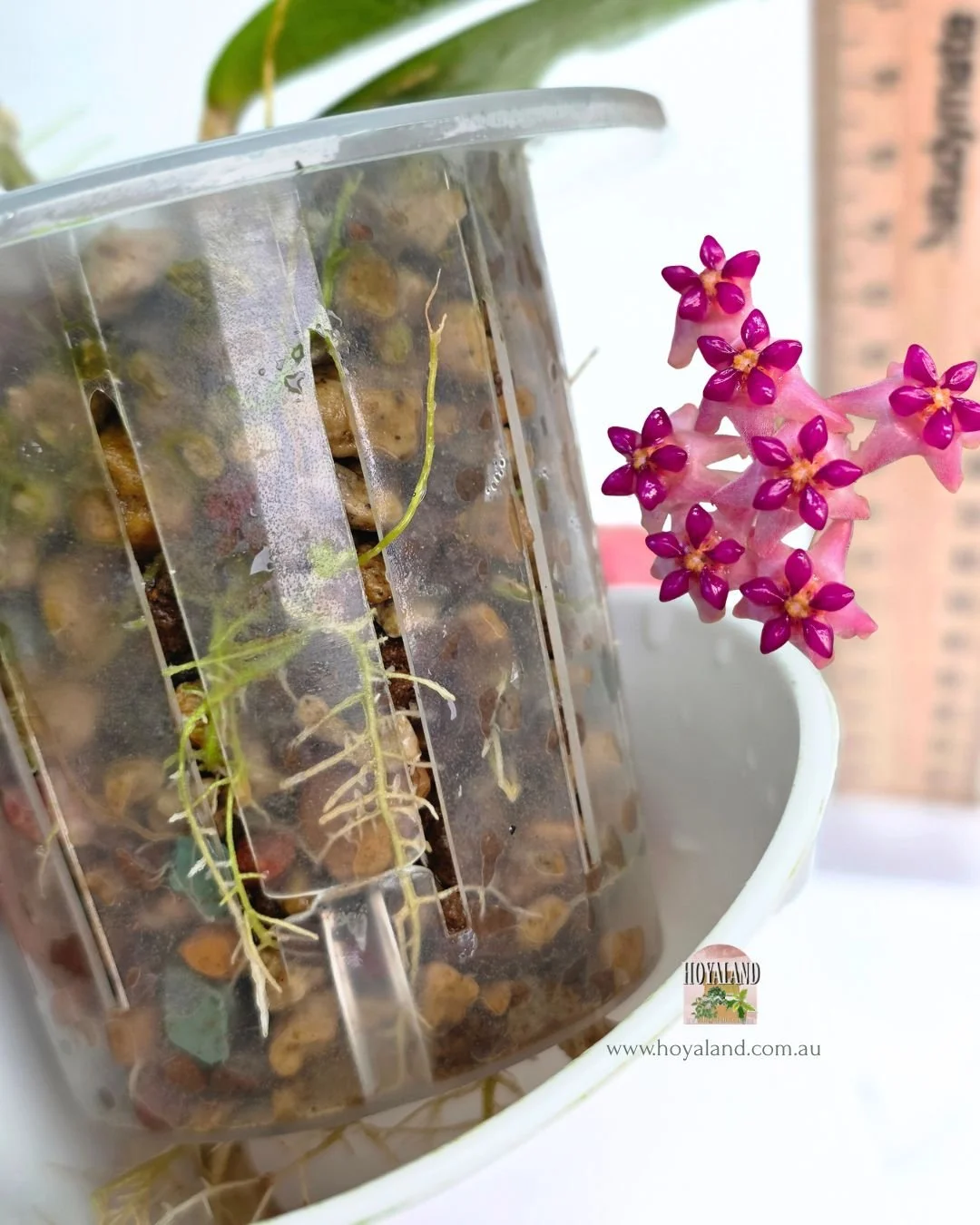 Hoya love affair (4).jpg