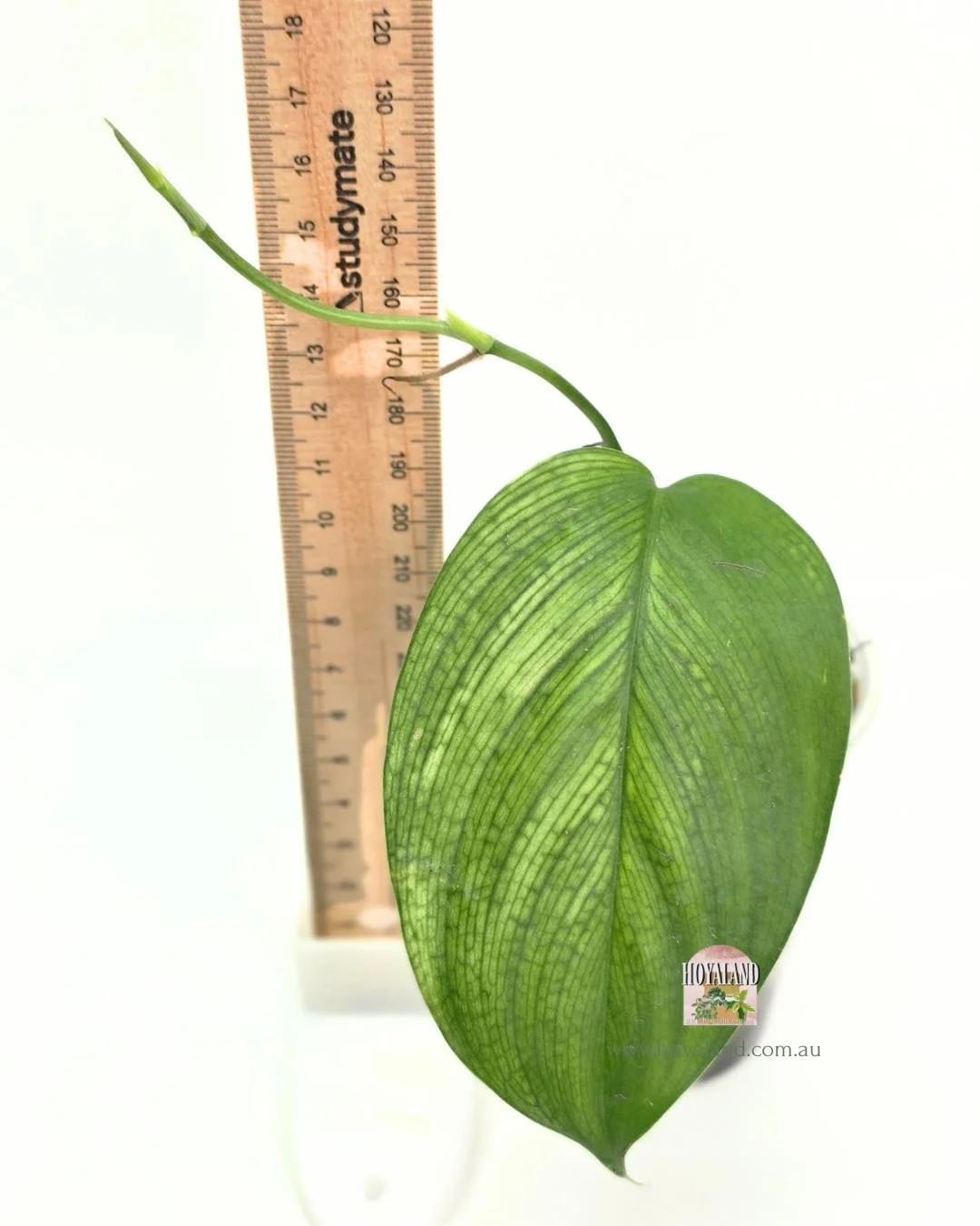 Scindapsus white monster small (2).jpg