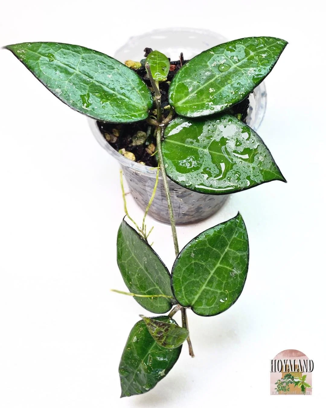 Hoya verticillata black margin (2).jpg