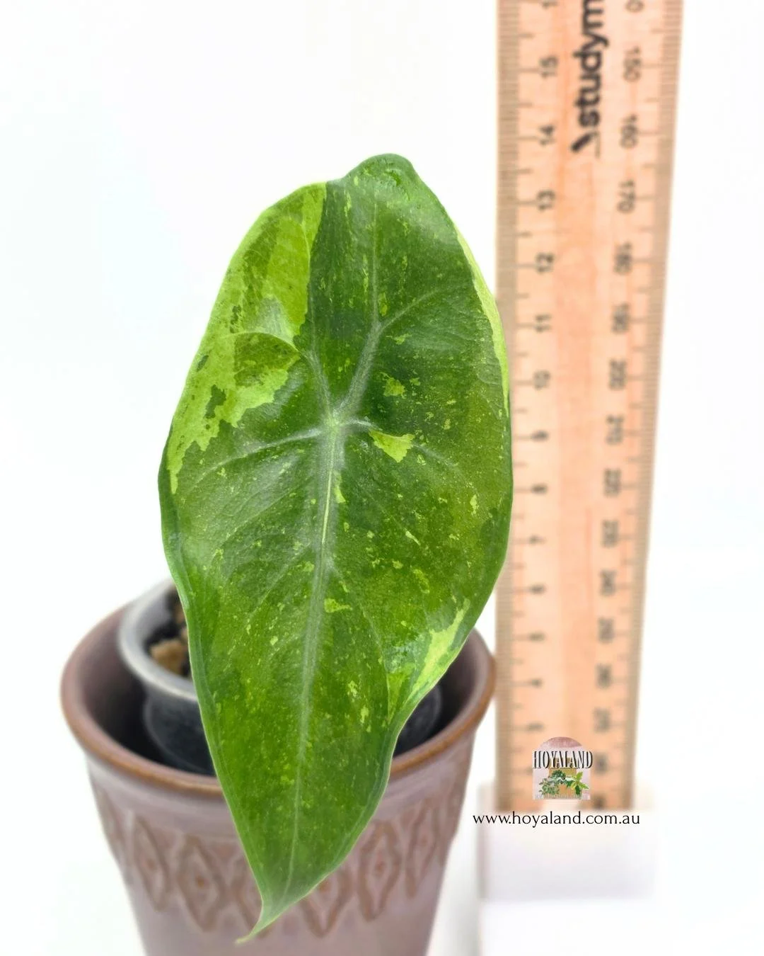 Alocasia lemon mint.jpg