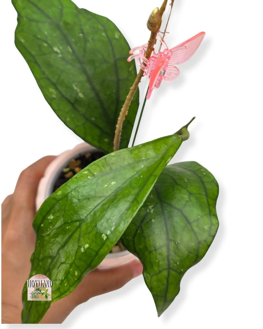 🌞 Veiny Hoya sp Germany Palau - Active Growth🩷