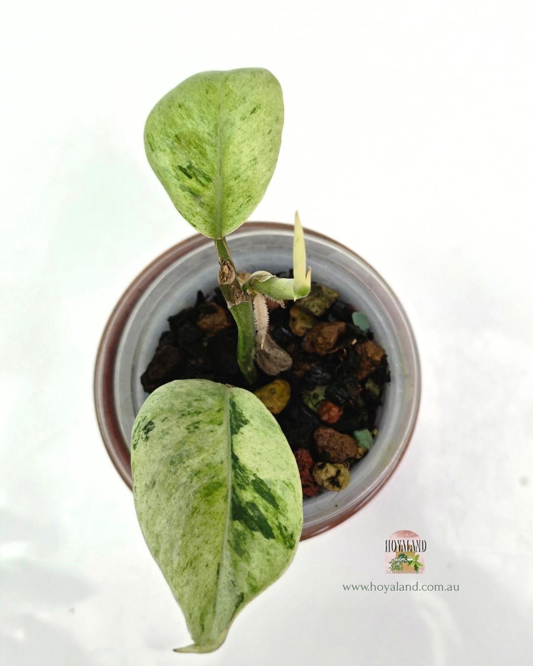 Rhaphidophora elliptifolia variegata (5).jpg