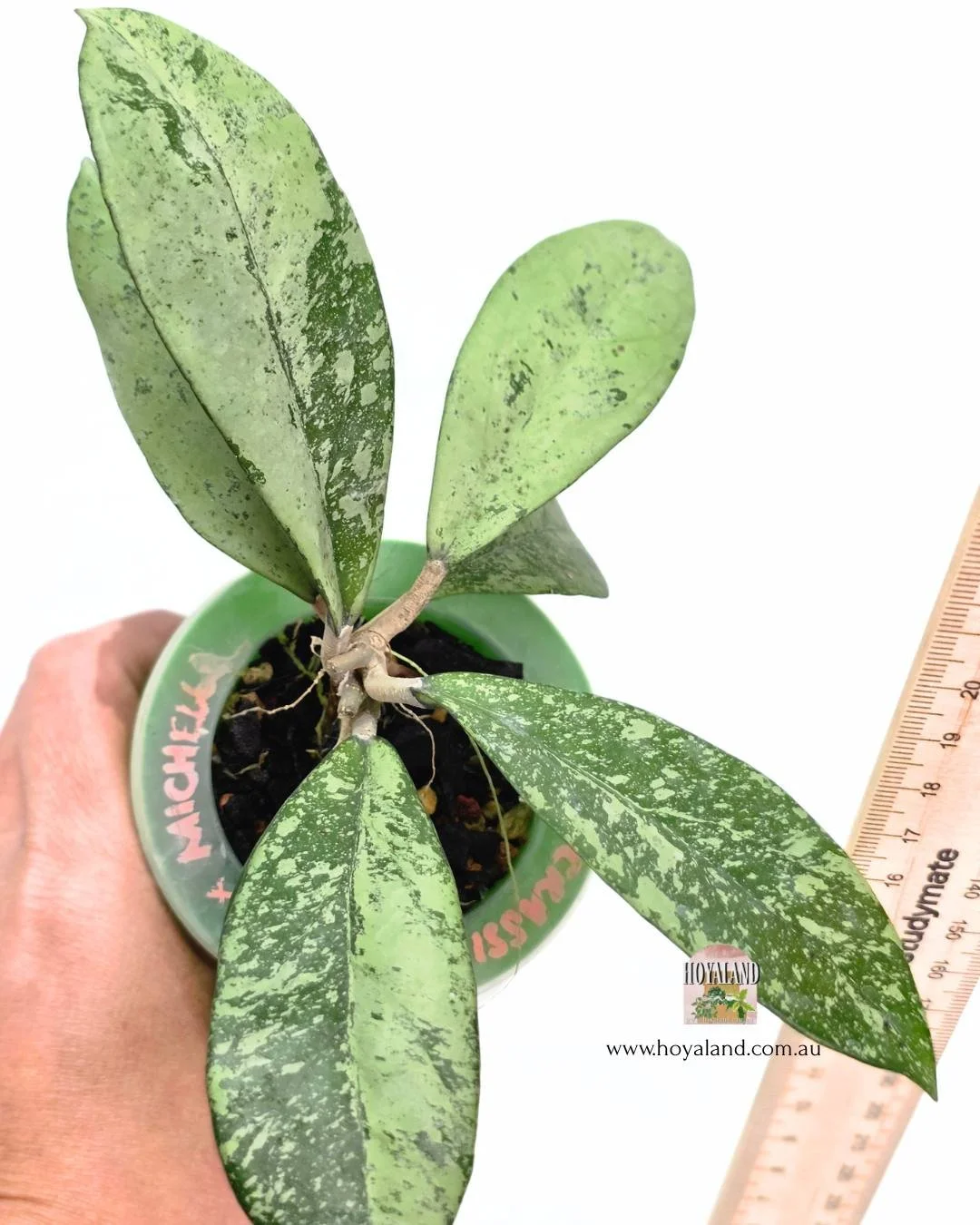 🍂 Hoya crassipetiolata x 'Michele' Silver