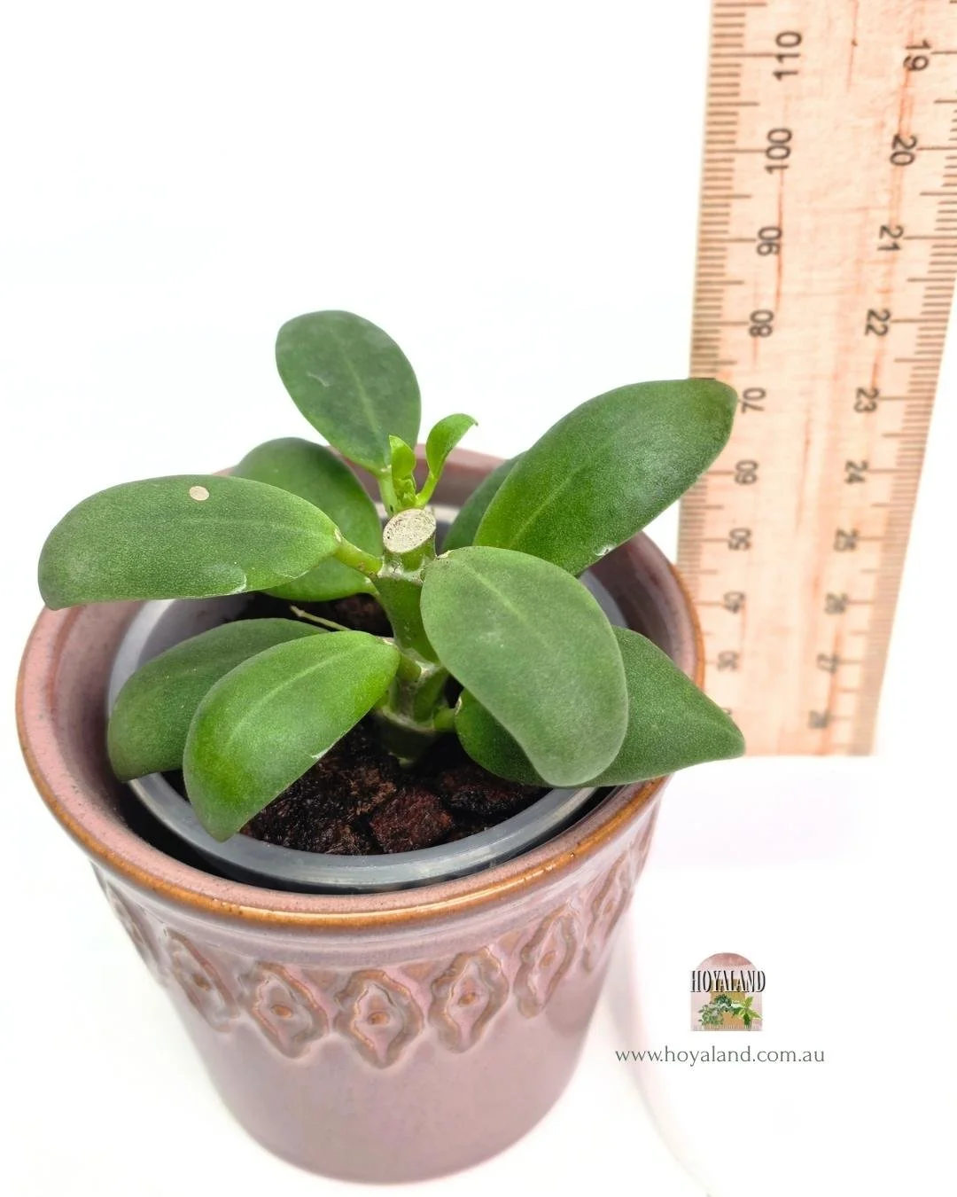 Hoya subquintuplinervis (3).jpg