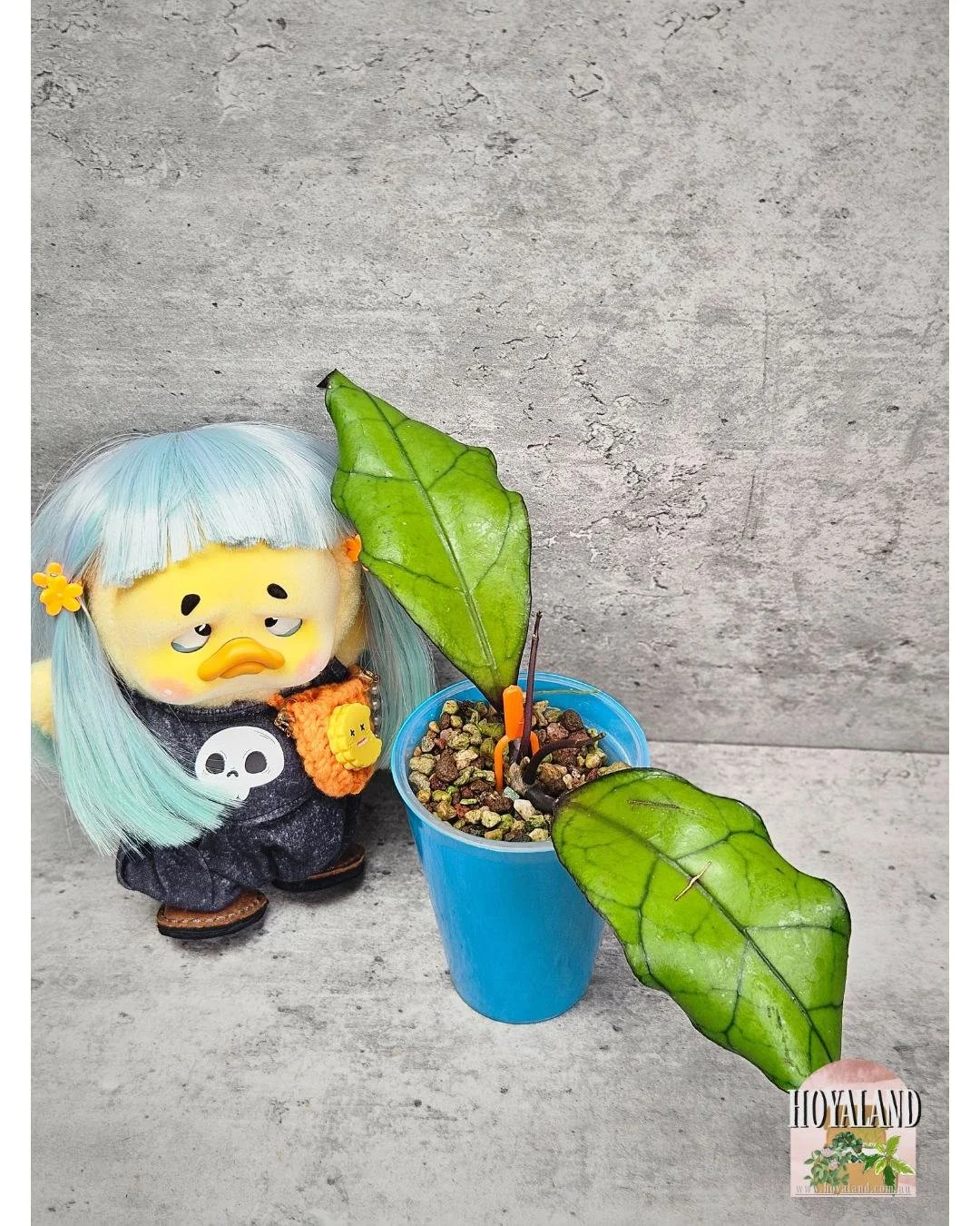 Hoya finlaysonii Tabalong (6).jpg