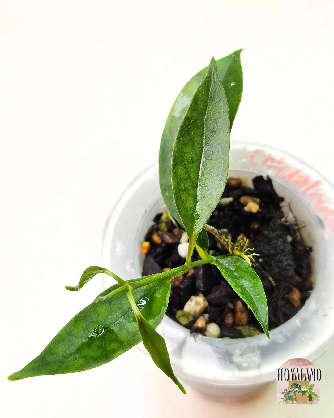 Hoya chloroleuca (2).jpg