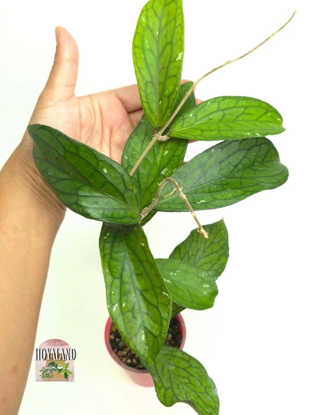 🌞 Hoya sp Tanggamus | Rare Veiny Plant  🎇