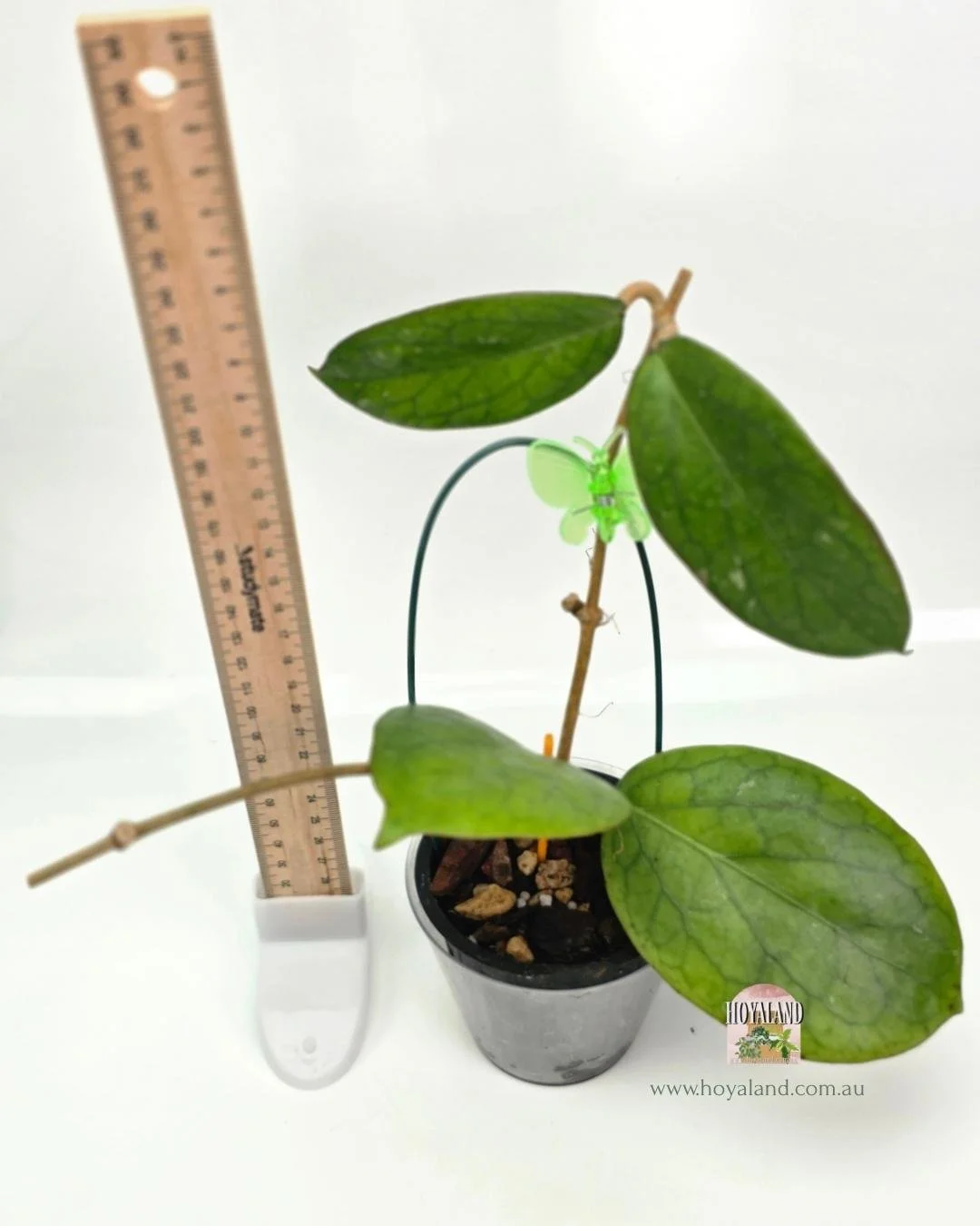 Hoya AH Red Edge A (5).jpg