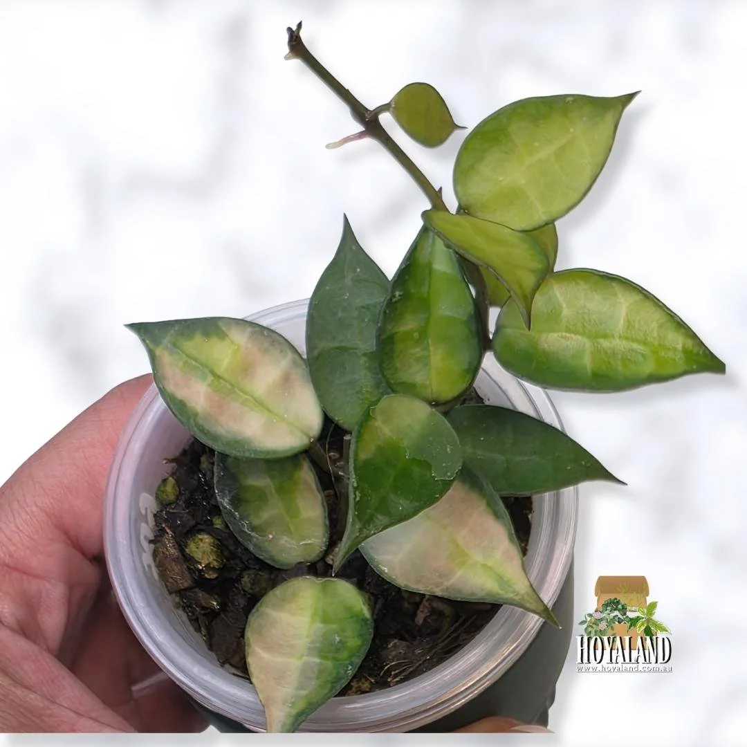 Hoya lacunosa red aka green on green (2).jpg