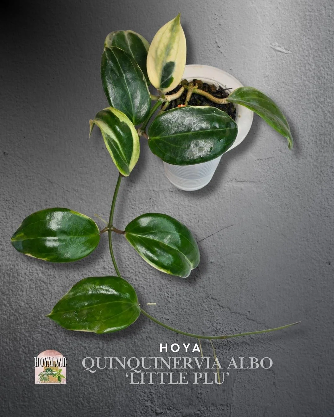 Hoya quinquinervia albo (4).jpg