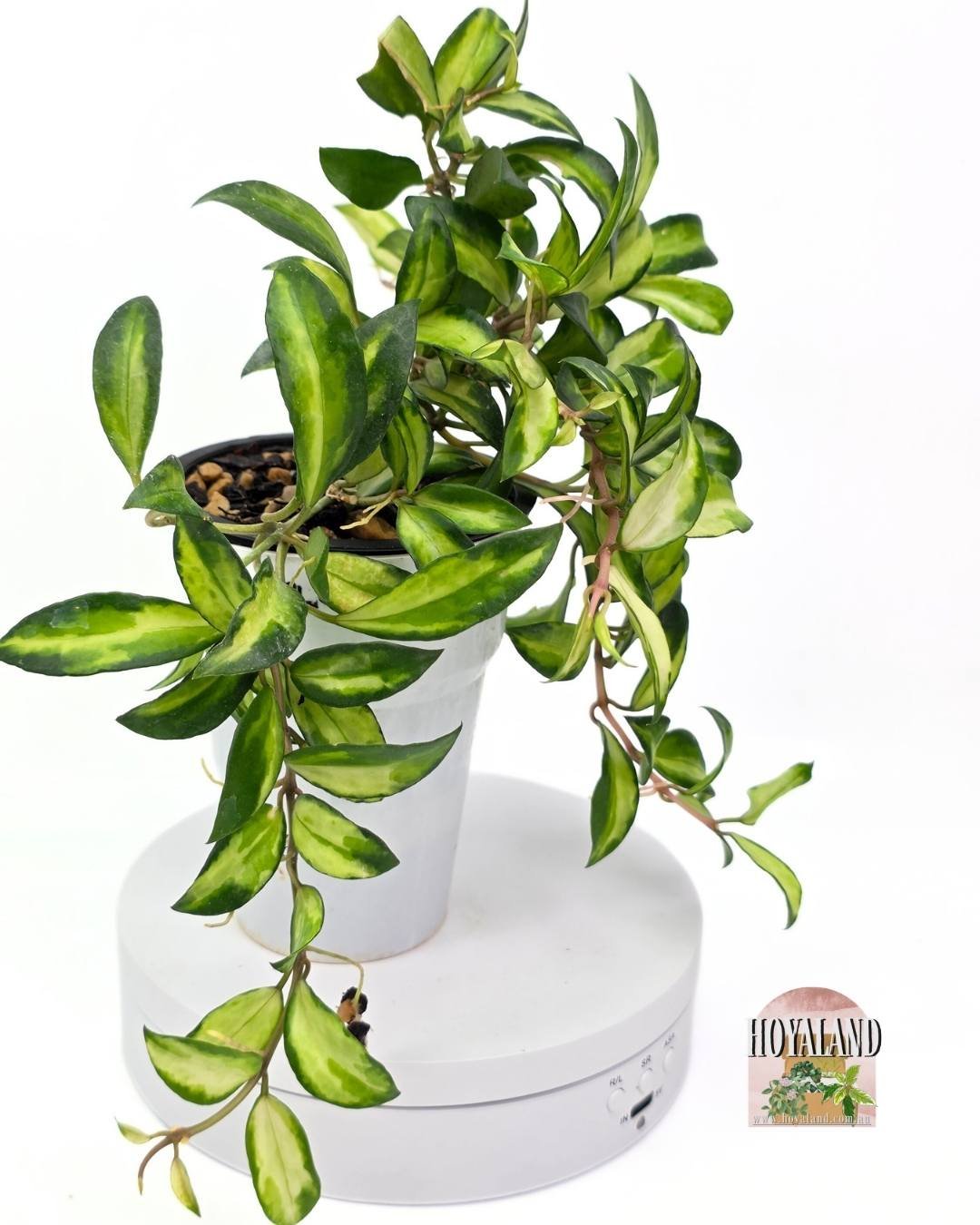 Hoya lacunosa bruno.jpg