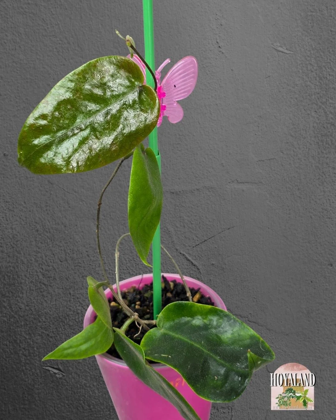 Hoya inflata (4).jpg