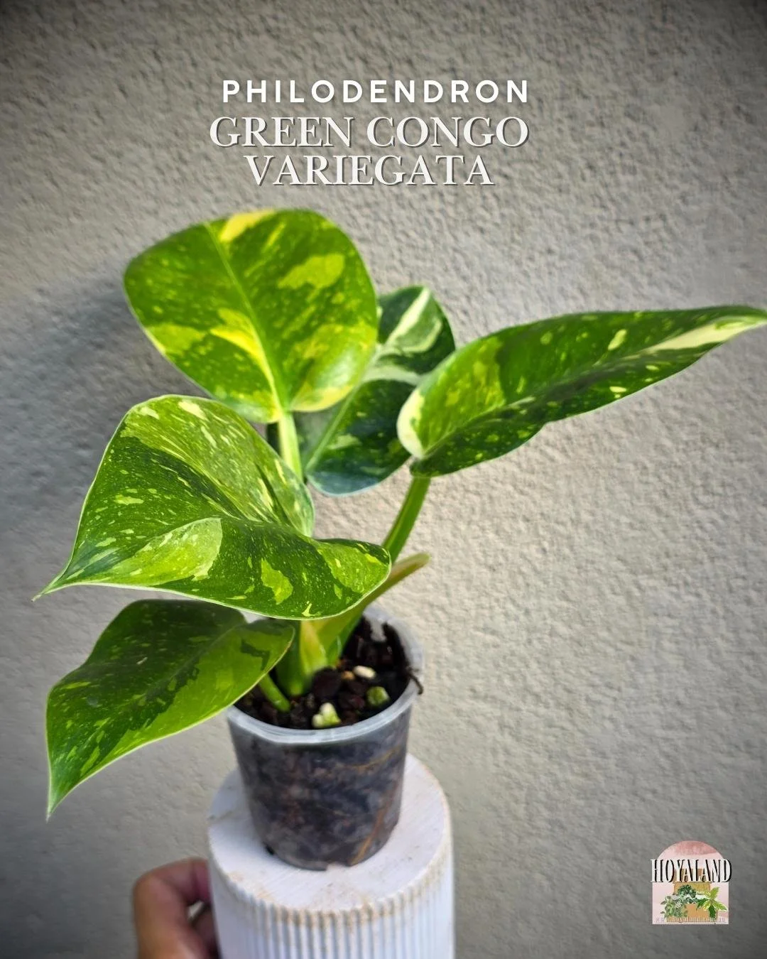 Philodendron green congo variegata a (8).jpg