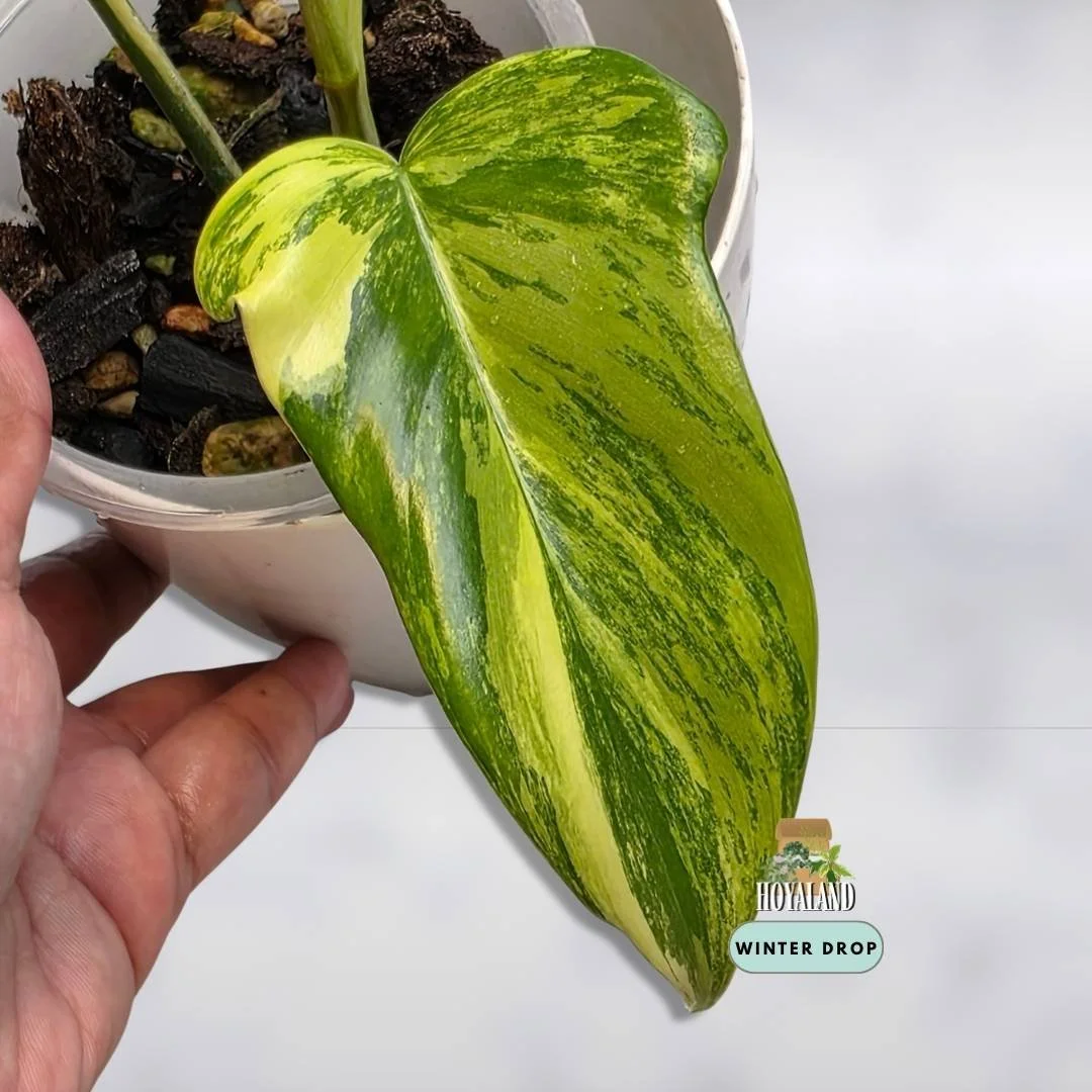 Philodendron Florida Beauty x mayoi with wide triangular leaves and light cream variegation