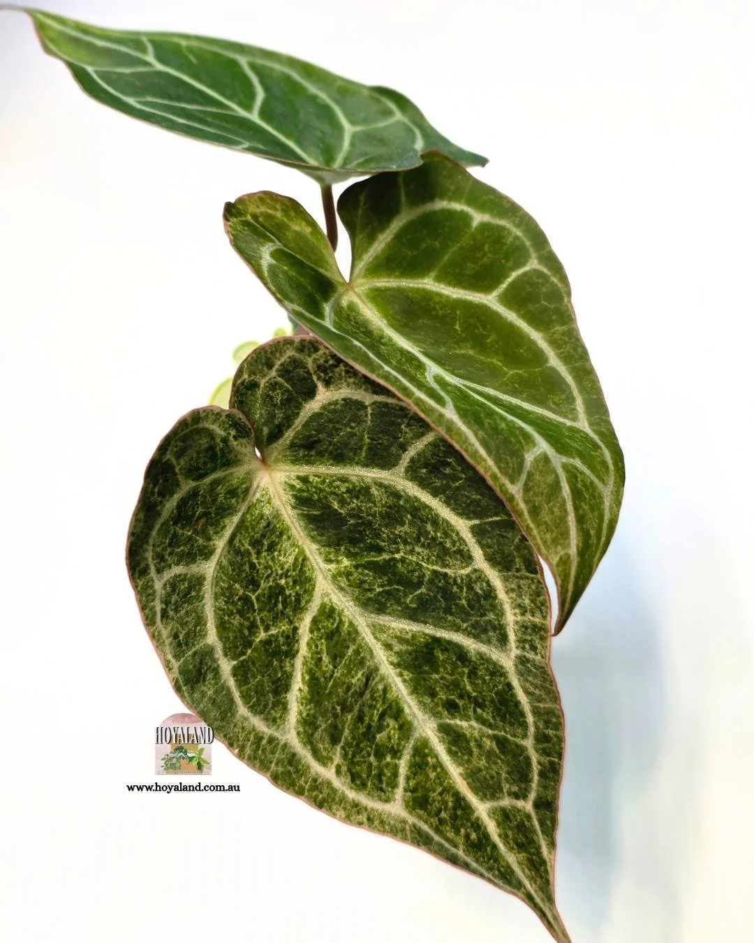 Anthurium platinum (2).jpg