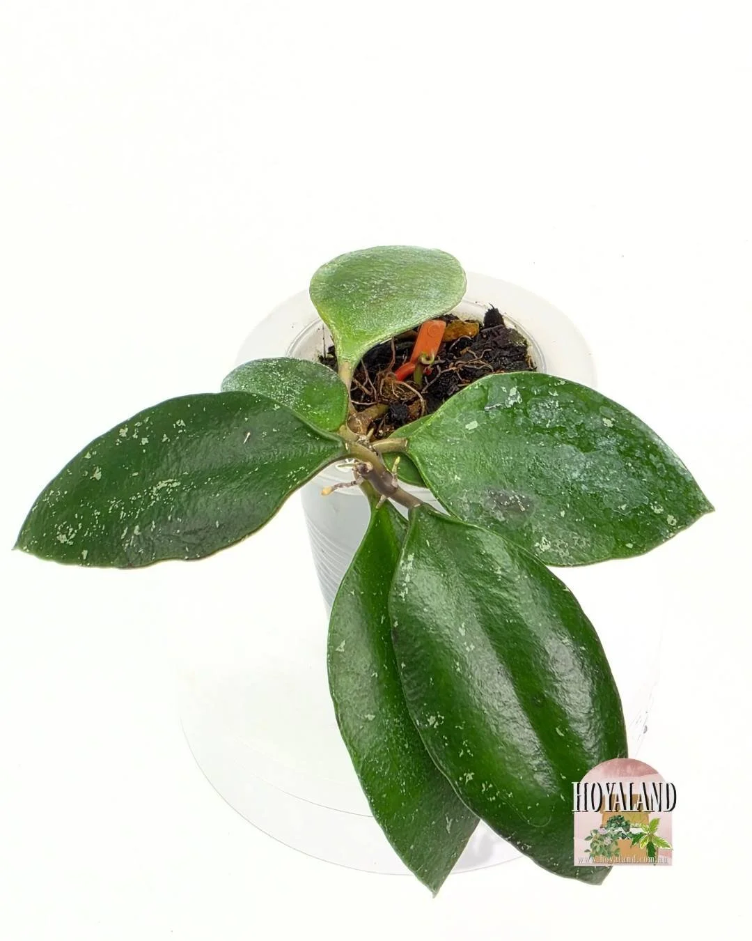 Hoya benchaii (4).jpg