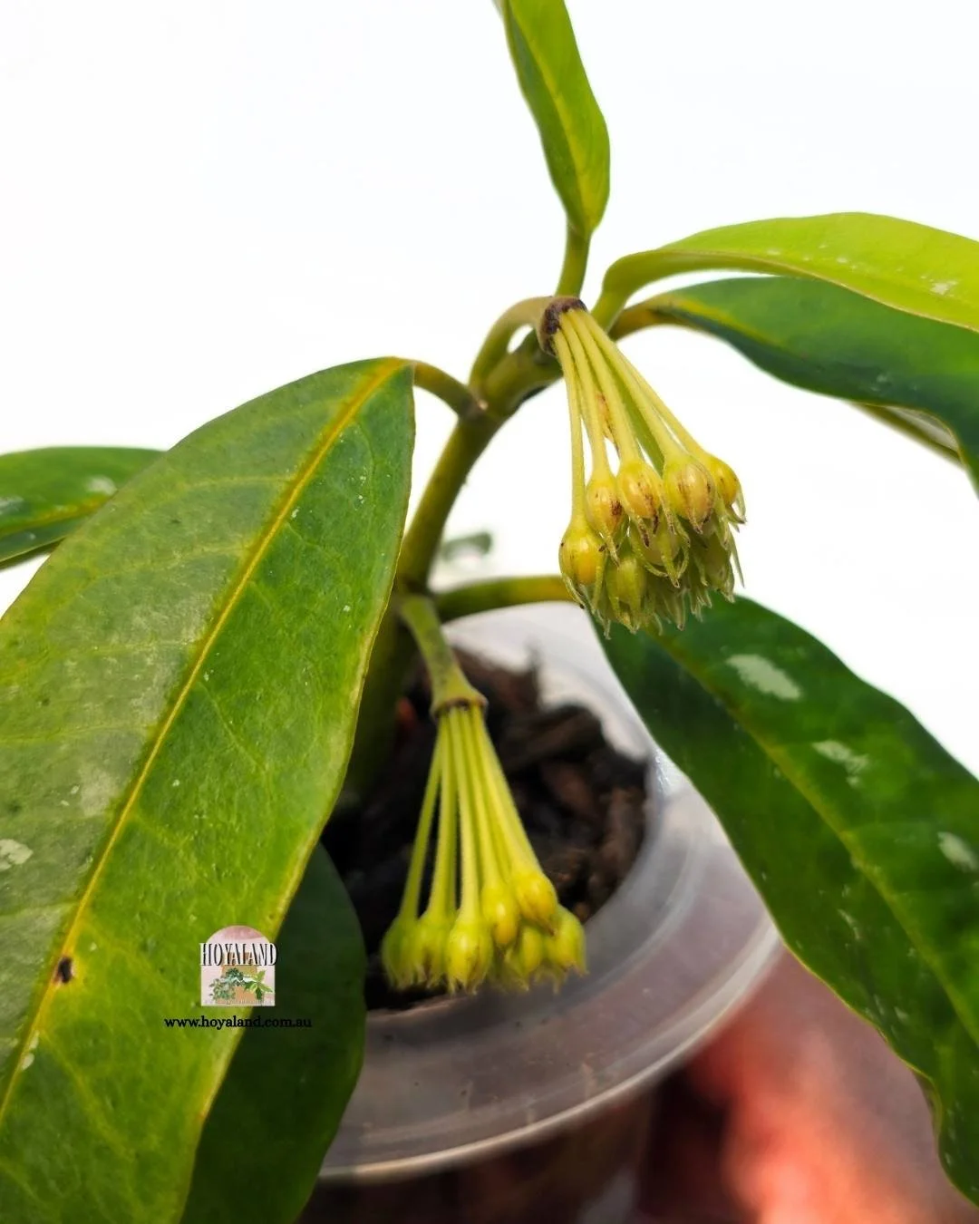 Hoya lockii (4).jpg