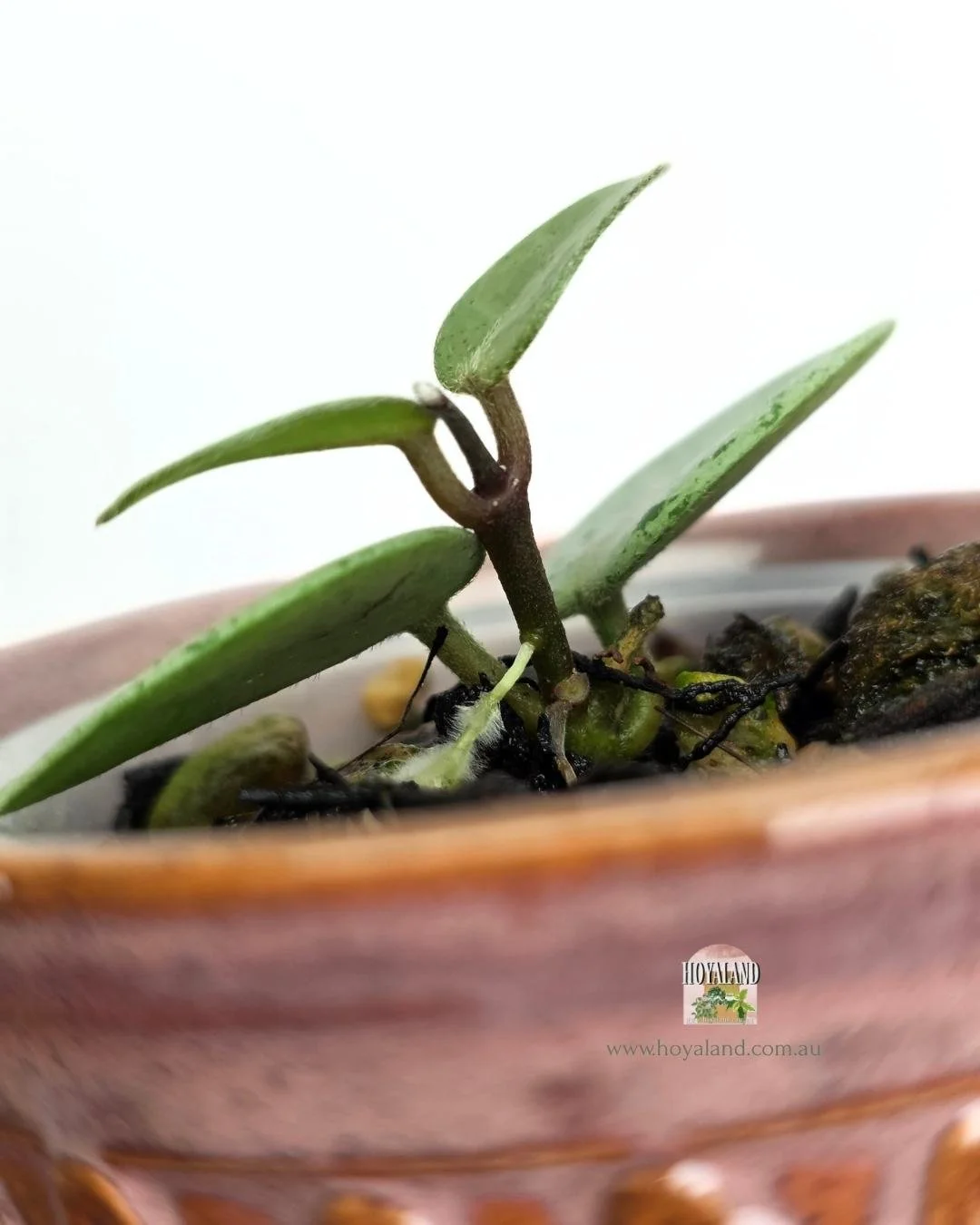 Hoya mathilde grey fairy (3).jpg