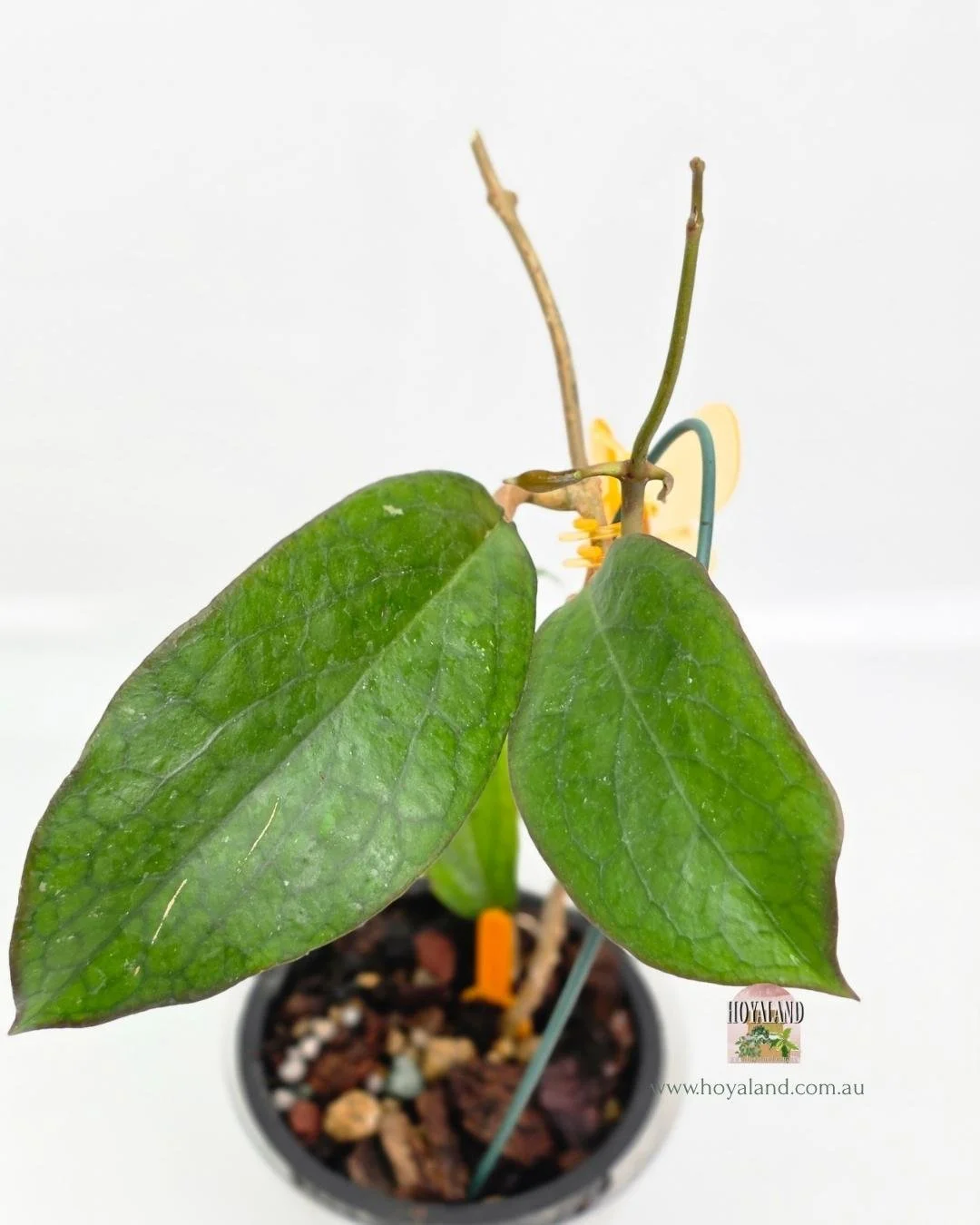 Hoya AH red edge B (4).jpg