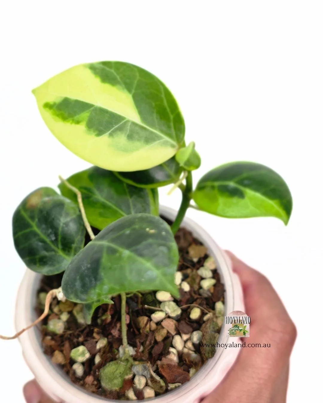 🍂 Variegated  Hoya Obscura Albo Marginata