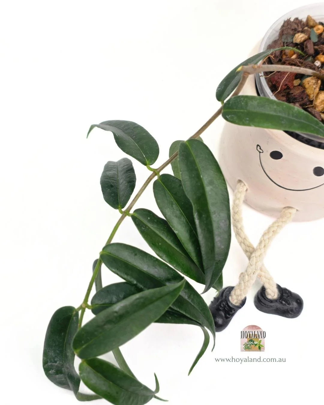 Hoya paradisea (3).jpg