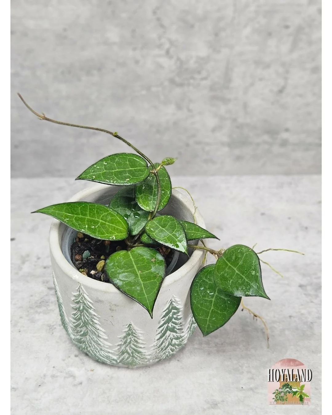 🌞 Veiny Hoya verticillata Black Margin A 🎄