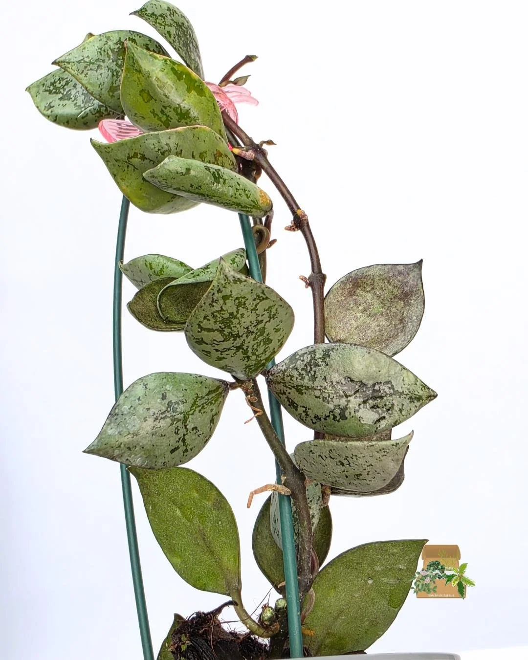 Hoya lacunosa black aurora (4).jpg