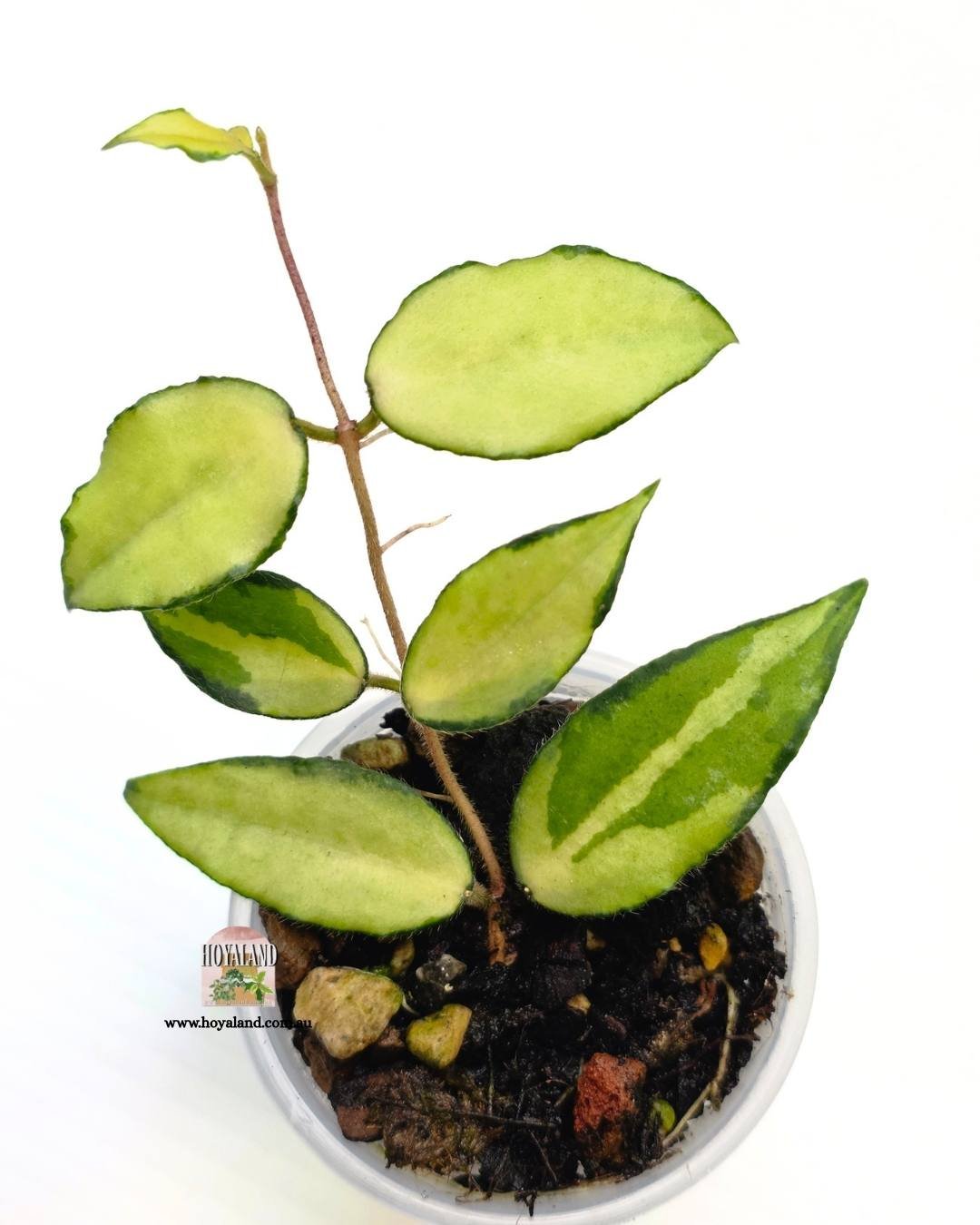 Hoya caudata variegata.jpg