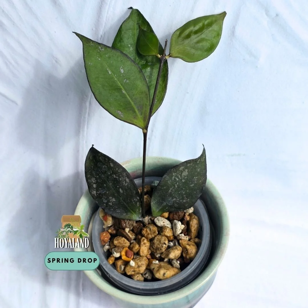 Hoya ignorata.jpg