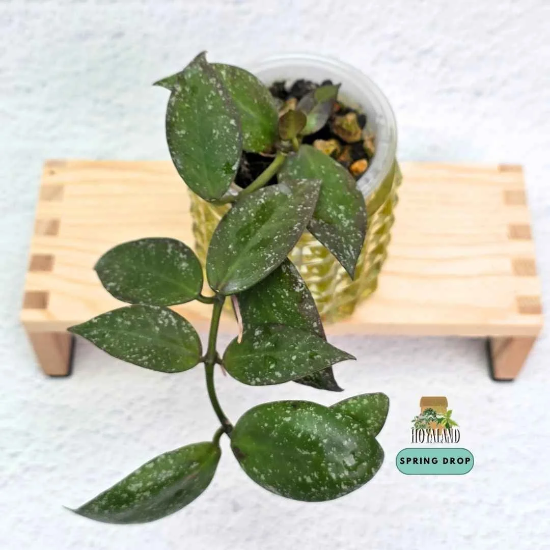 Established rare Hoya nabawanensis Silver Splash showing neat lanceolate leaves with heavy silver flecking.