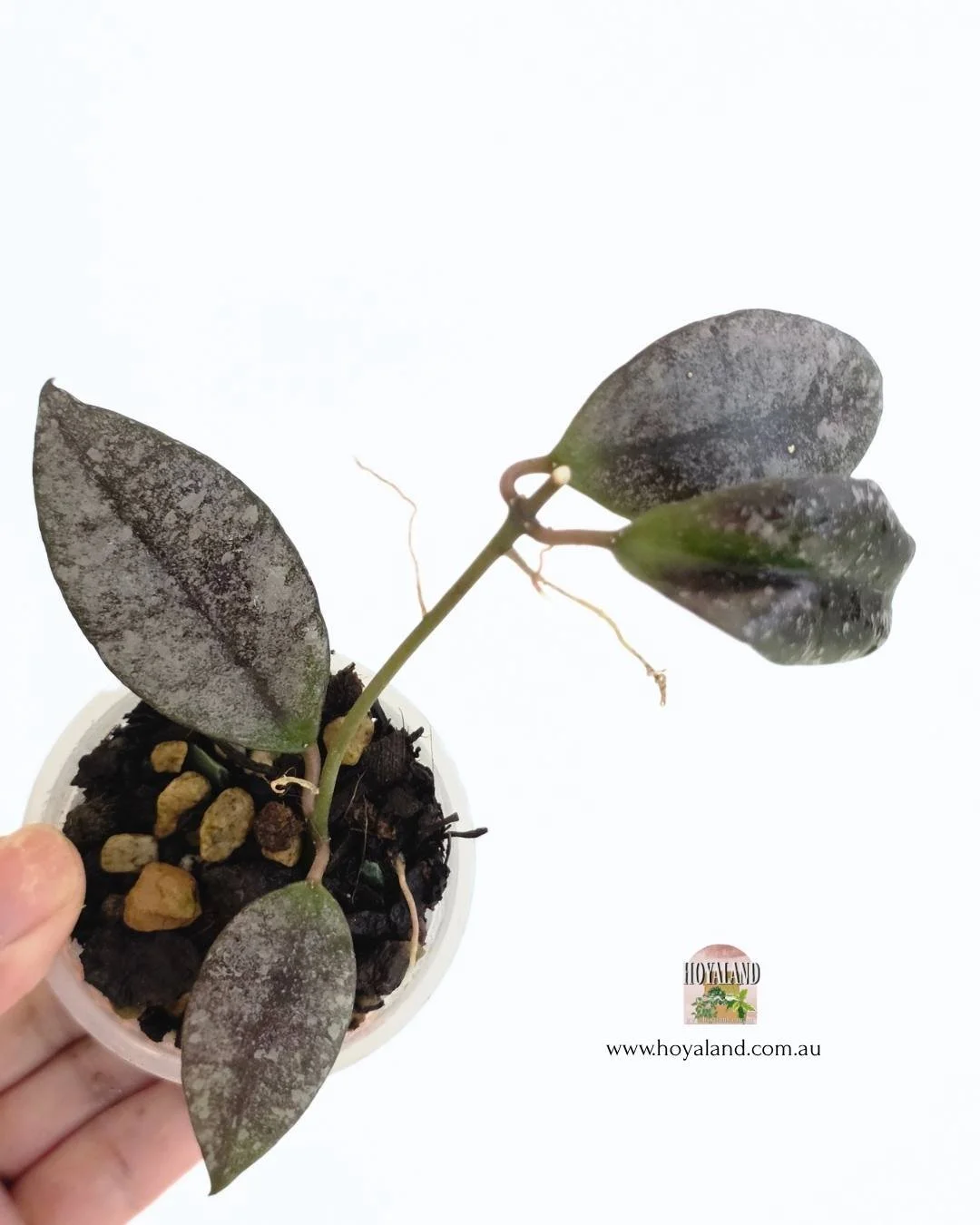 Hoya walliniana silver 2.jpg