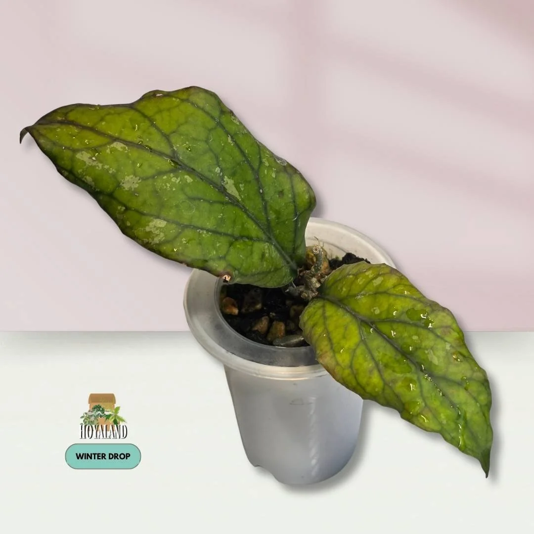 Hoya sp. Aceh (Takengon Rimba Wavy – 2 Growth Points Specimen)