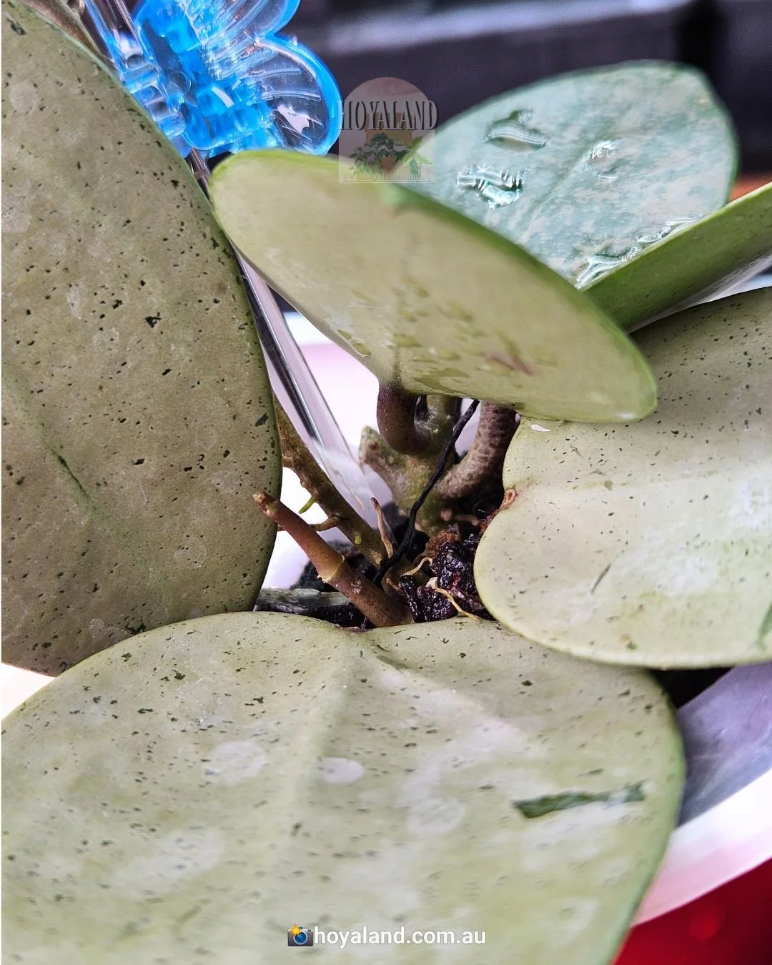 Hoya verticillata heart silver (3).jpg