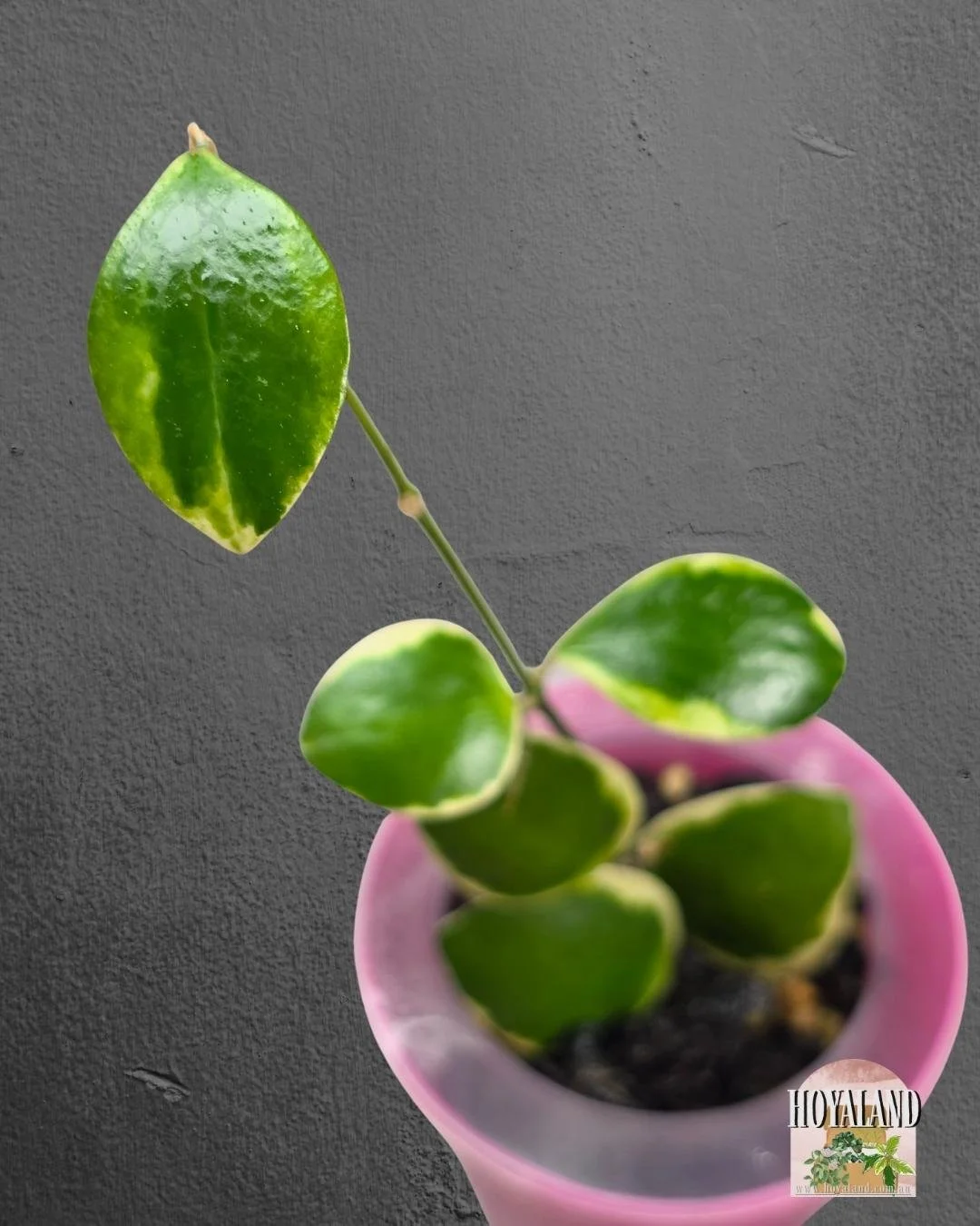 Hoya incurvula palta albo (4).jpg