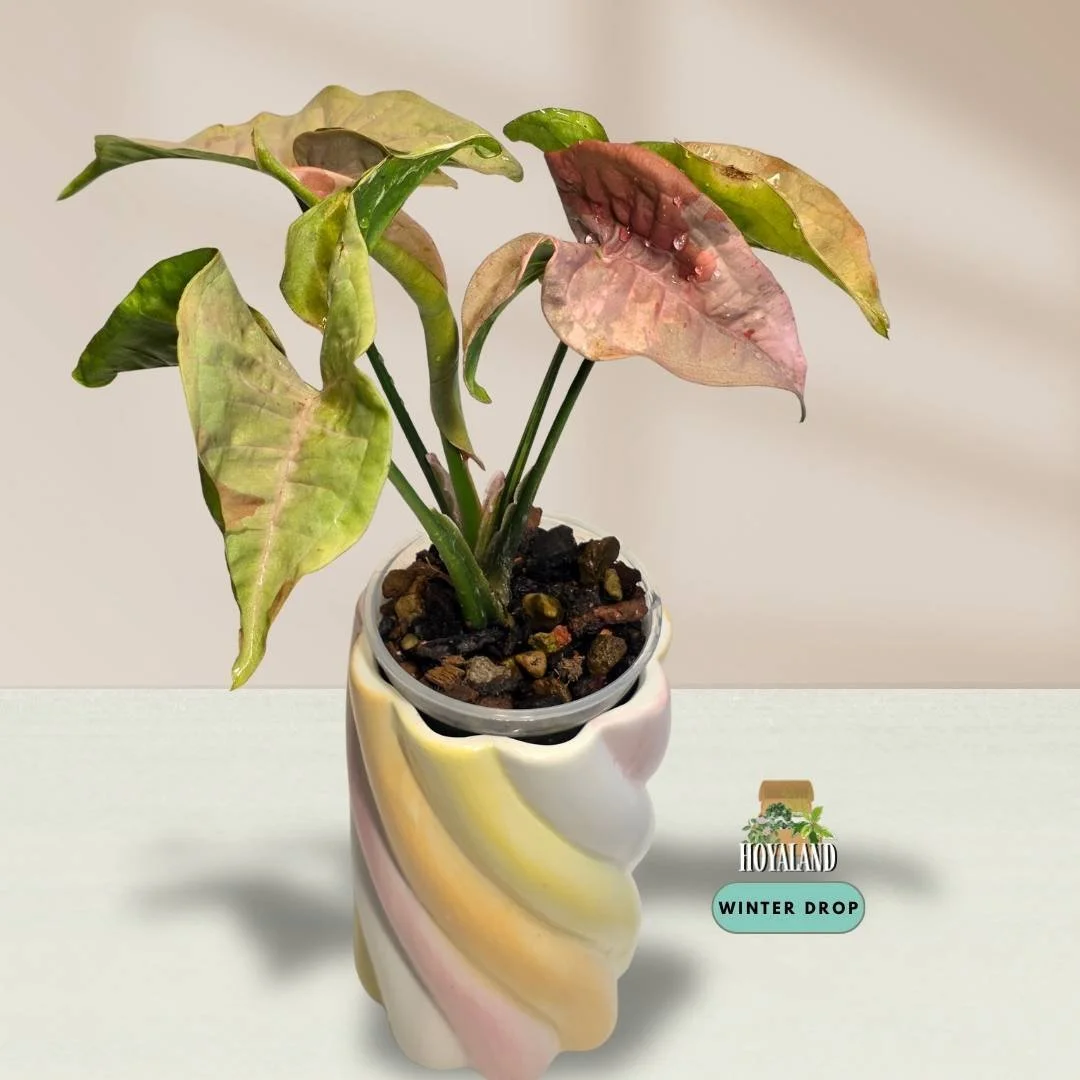 Established Syngonium Double Pink showing intense Pink Splash mutation across deep green arrowhead foliage