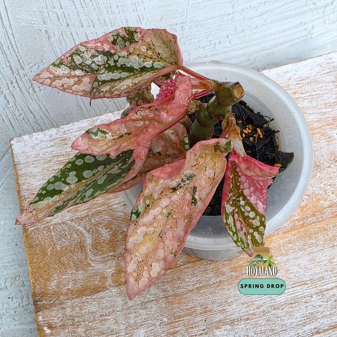 a snow cap variegata.jpg